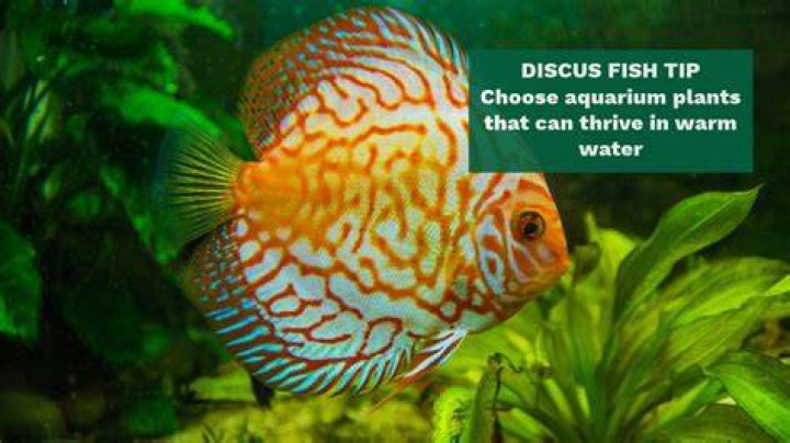 Is it hard to keep discus fish?
