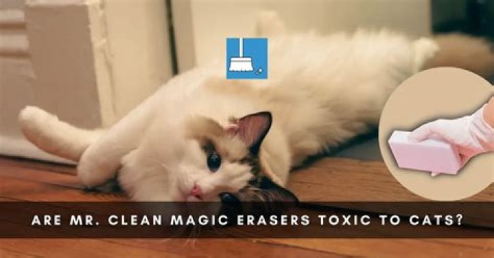Is Mr Clean toxic to cats?
