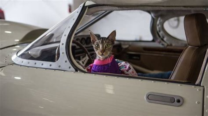 Jay Leno Pets