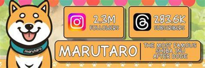 Marutaro shiba inu4