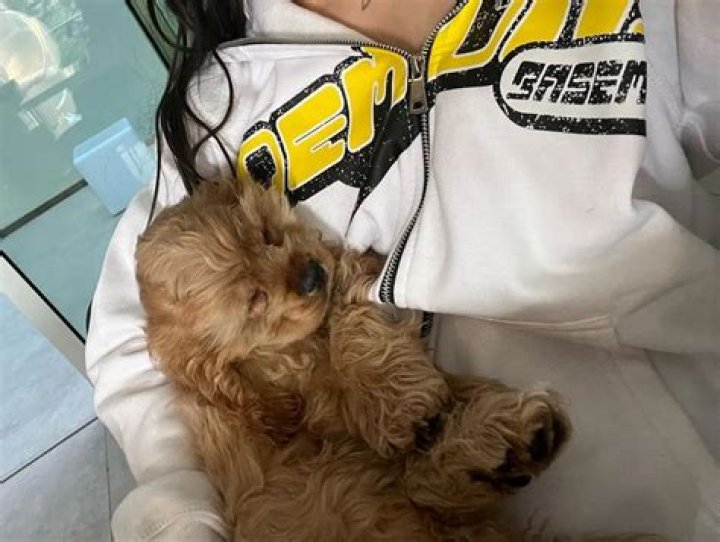 Nessa Barrett Pets