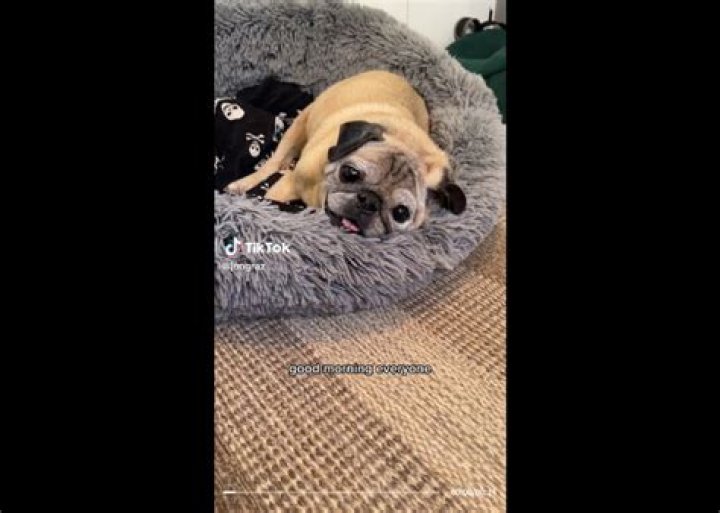 RIP Noodle the Pug! TikTok star &lsquo;Bones or No Bones&rsquo; predictions passed away at age 14