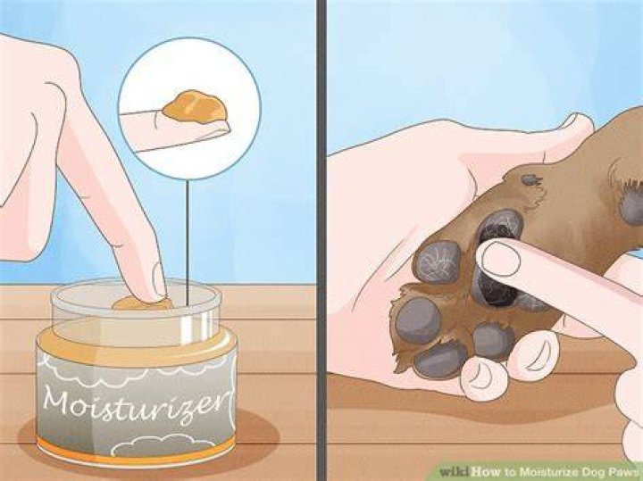 Should you moisturize a dog paws?