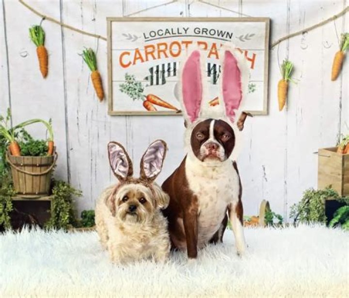 Thor Brown Boston and sister