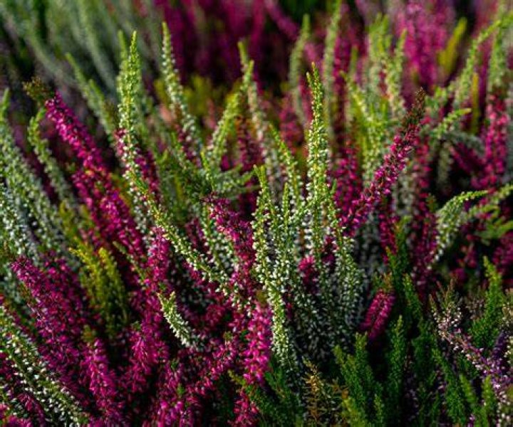 What can I plant with Heather?
