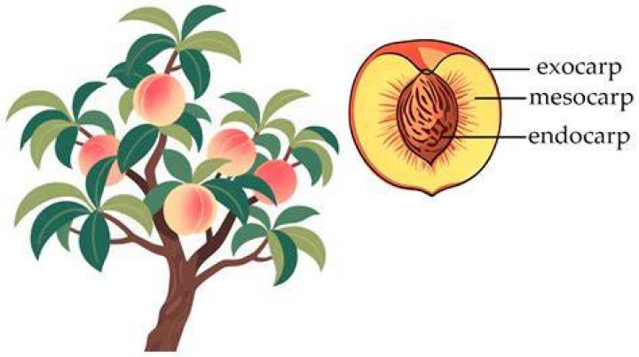 What causes peaches to split?