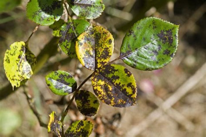 What causes roses to turn brown?