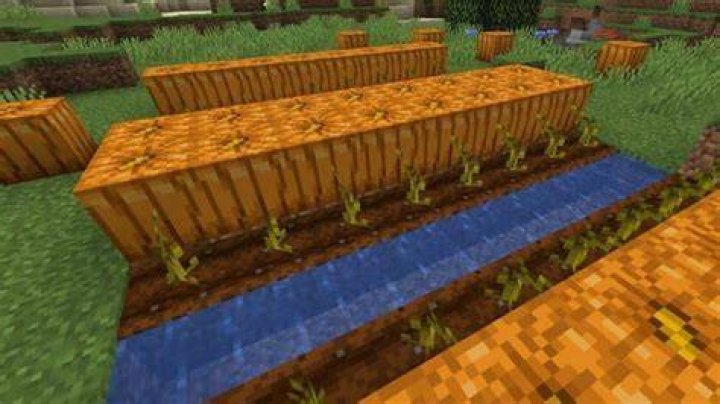 What do pumpkins grow on Minecraft?