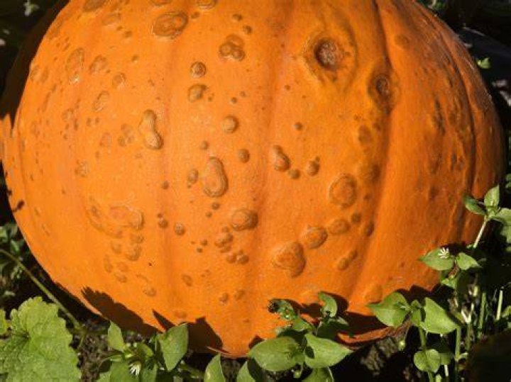 What do you do with a warty pumpkin?