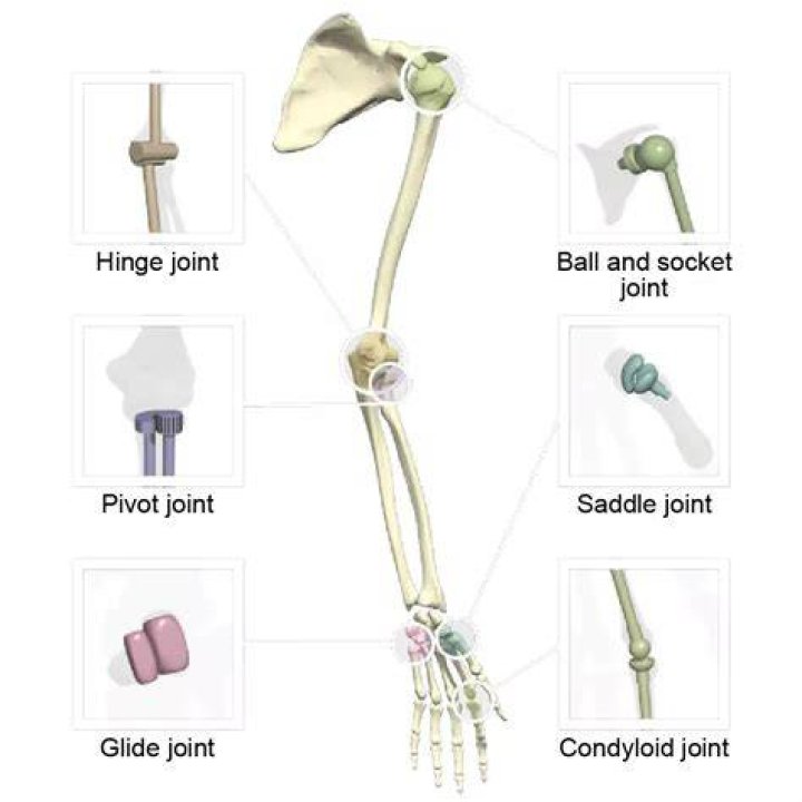 What does finger jointed mean?