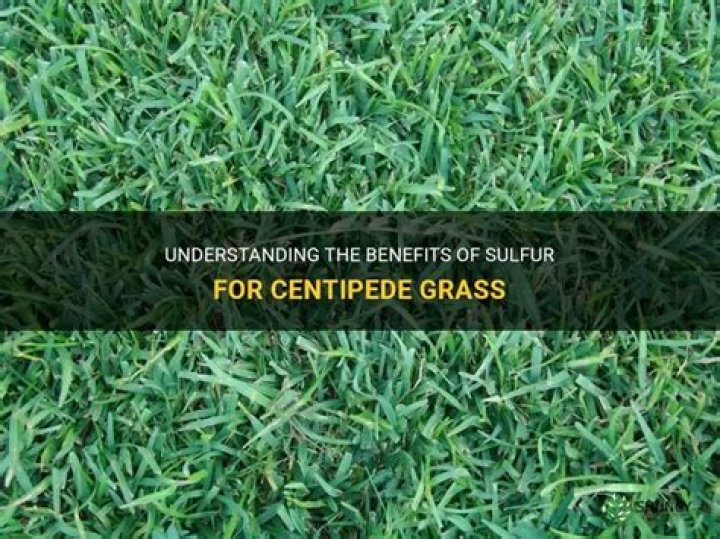 What does sulfur do for grass?