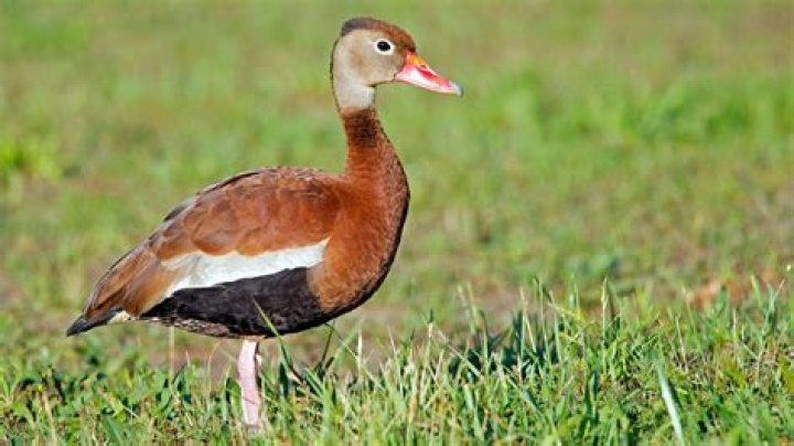 What does the whistling duck eat?