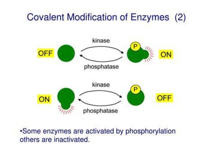 What is covalent modification?