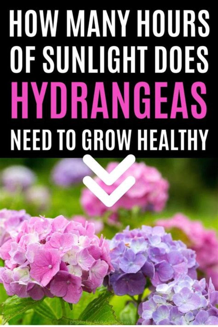 What kind of light does a hydrangea need?