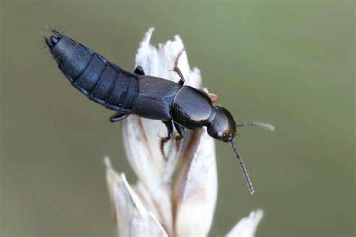 Where do rove beetles live?