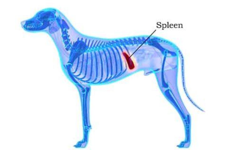 Where is a dog’s spleen located?