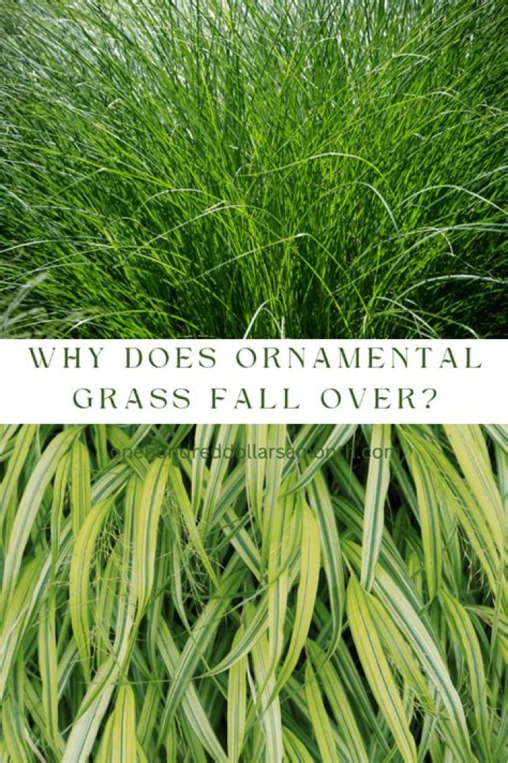 Why does my ornamental grass fall over?