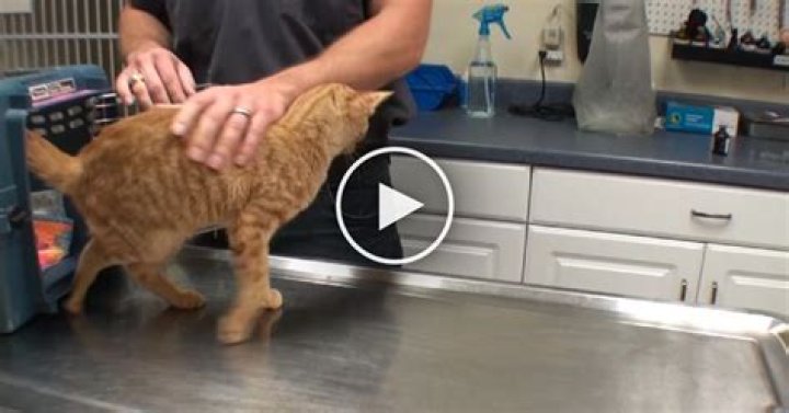 Why is my cat dragging his back legs?