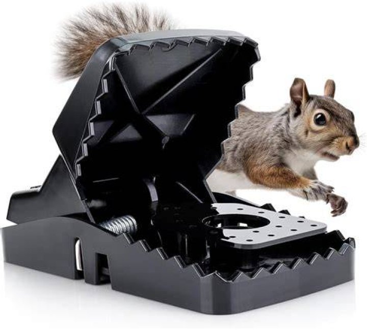 Will a mouse trap kill a squirrel?
