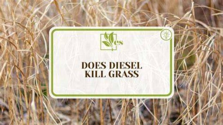 Will diesel fuel kill weeds and grass?